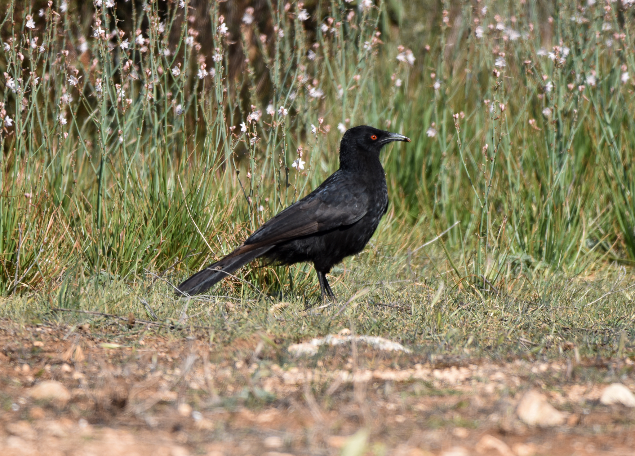 White-winged Chough