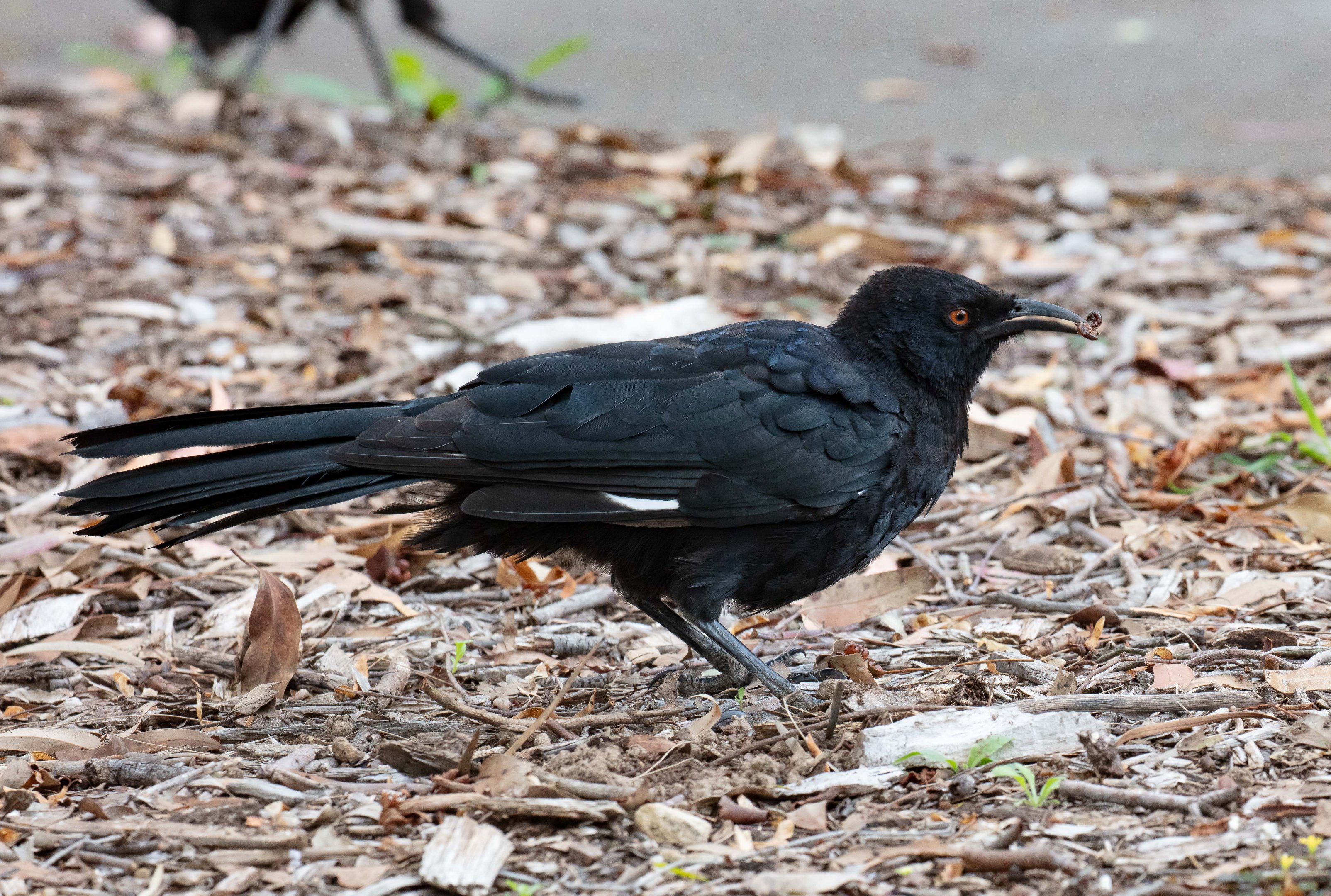 White-winged Chough