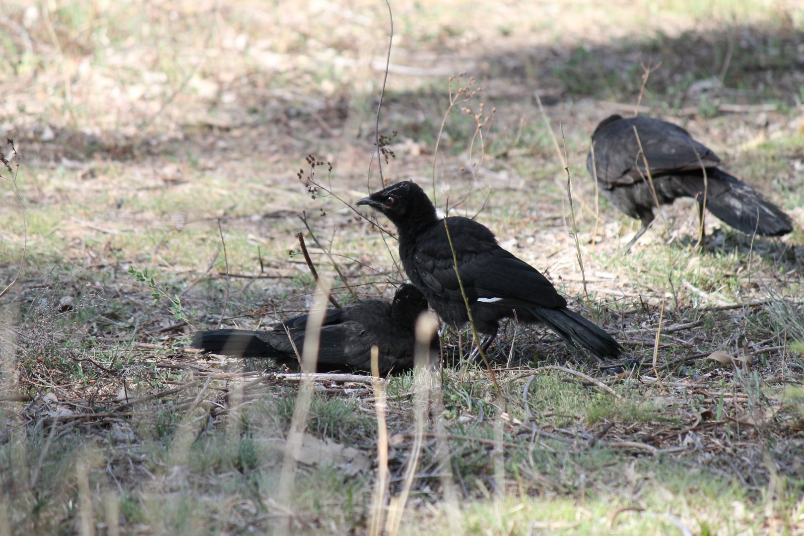 White-winged Chough