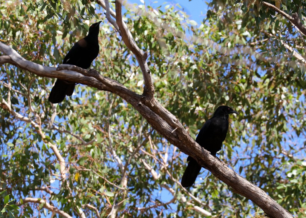 White-winged Choughs