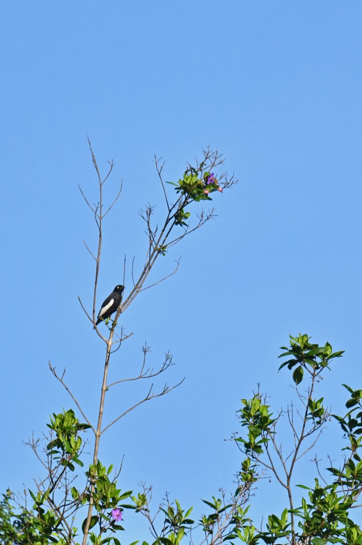 White-winged Cotinga Xipholena atropurpurea