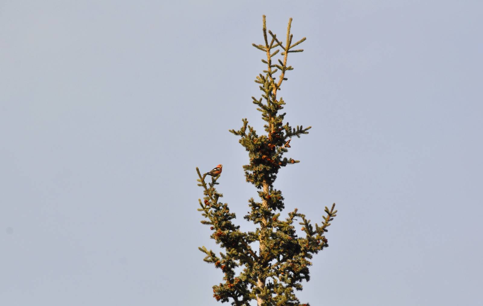 White-winged Crossbill - Alaska