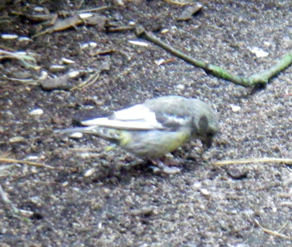 White-winged Crossbill (Loxia leucoptera)