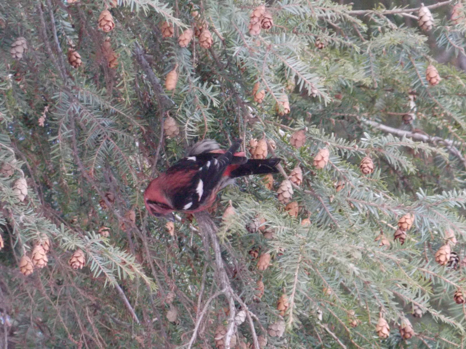 White-winged Crossbill