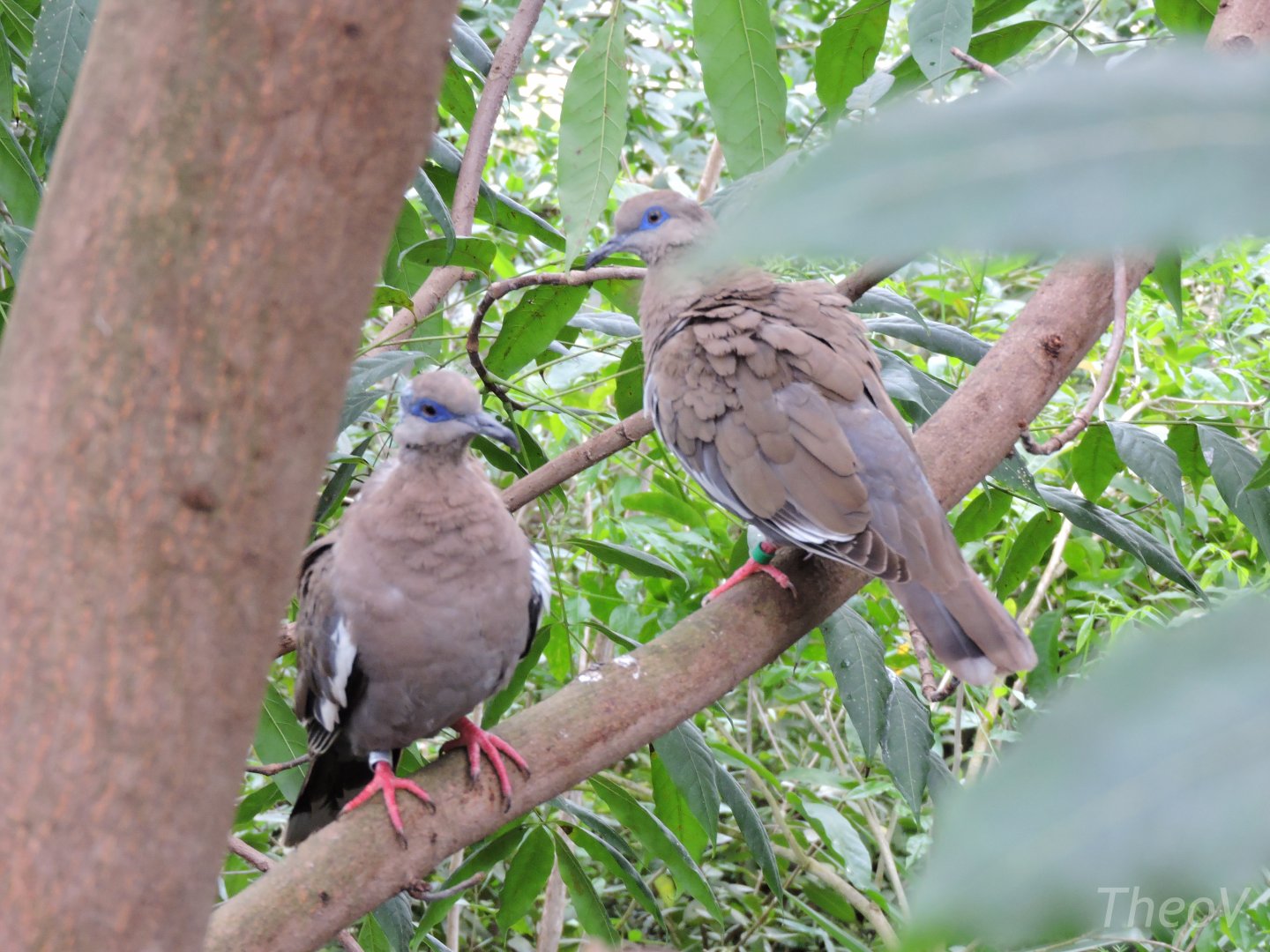 White-winged dove [2015]