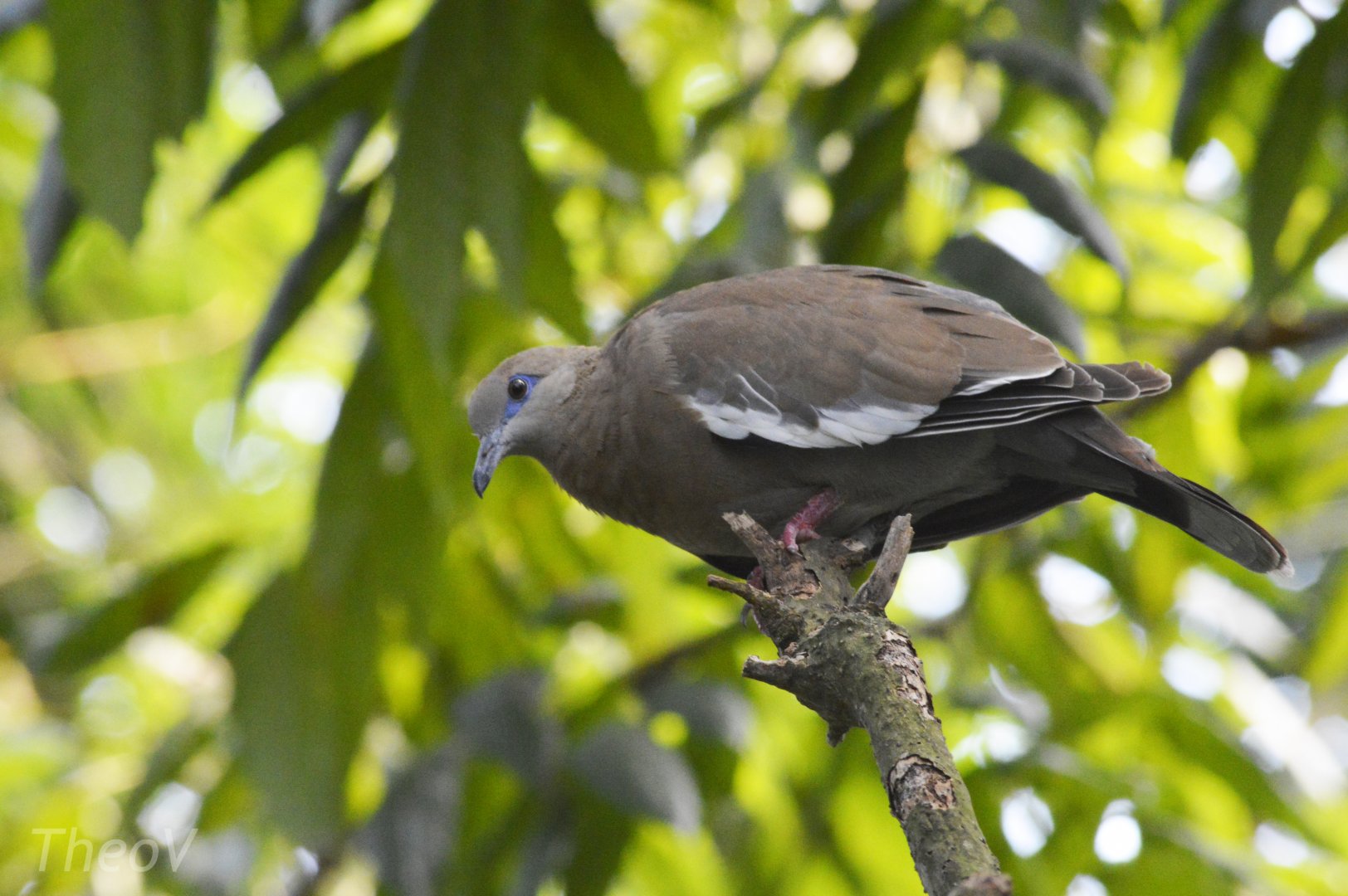 White-winged dove [2018]