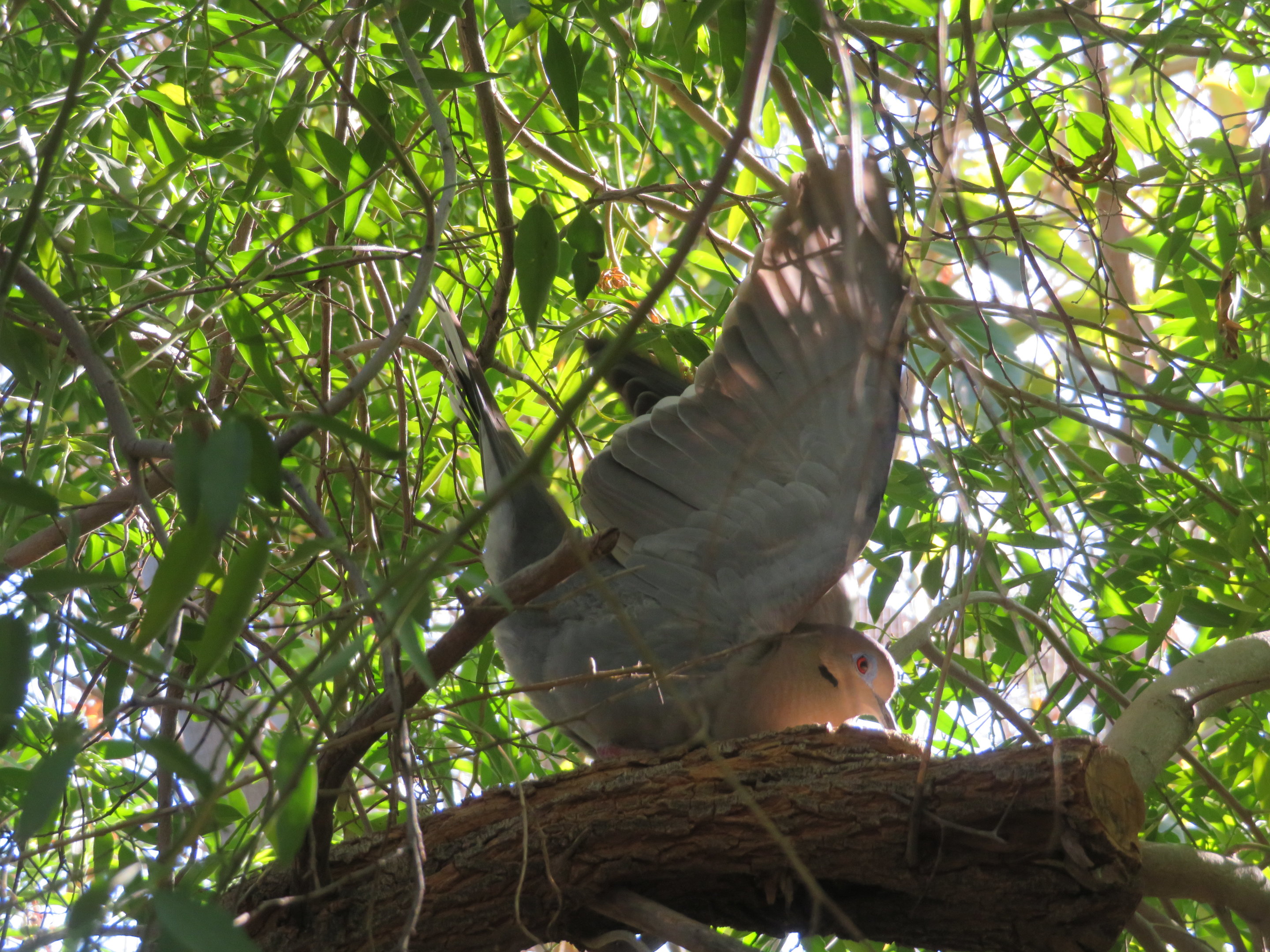 White-winged Dove Displaying