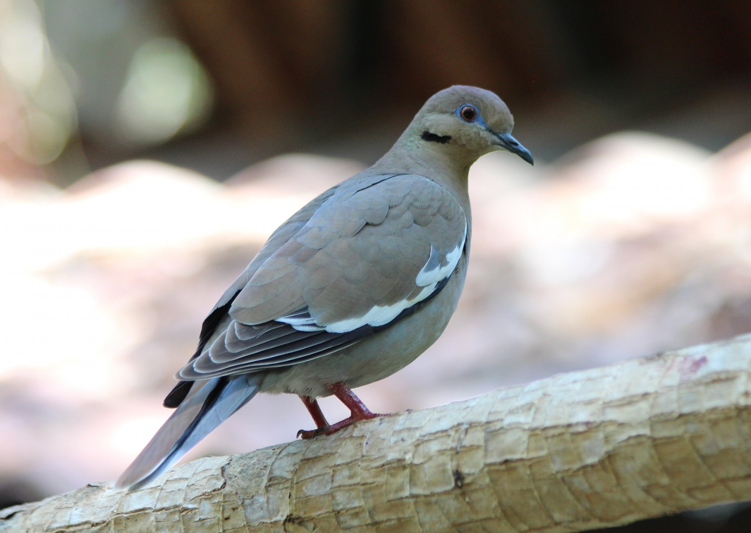 White-winged Dove - Mar 2019