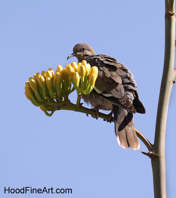 White Winged Dove on century plant