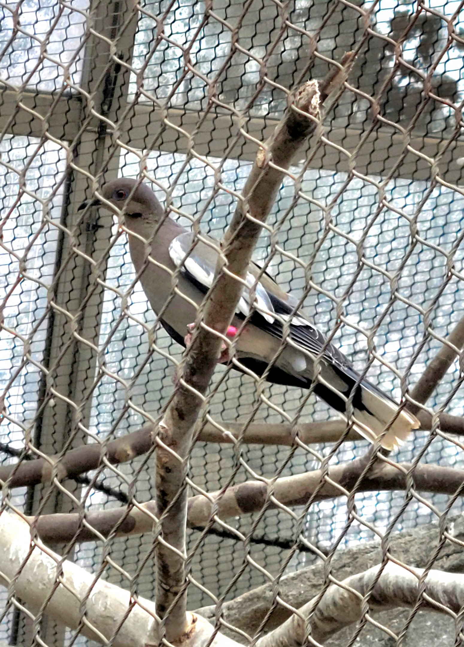 White-Winged Dove  - Riverbanks Zoo
