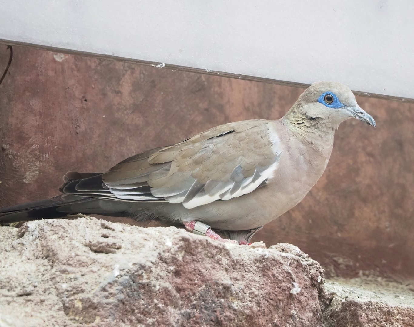 White-winged dove (Zenaida asiatica), 2023-10-07
