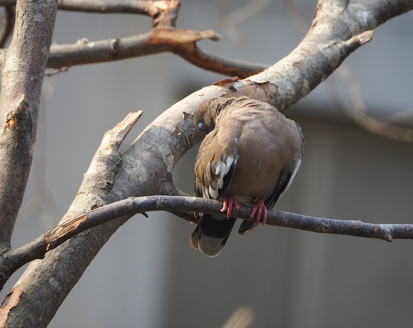 White-winged dove (Zenaida asiatica), 2023-10-07
