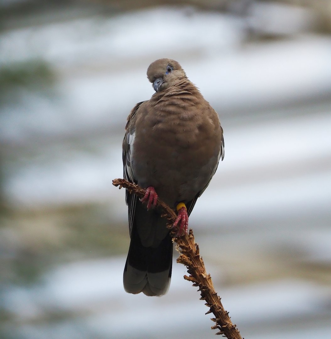 White-winged dove (Zenaida asiatica), 2023-10-07
