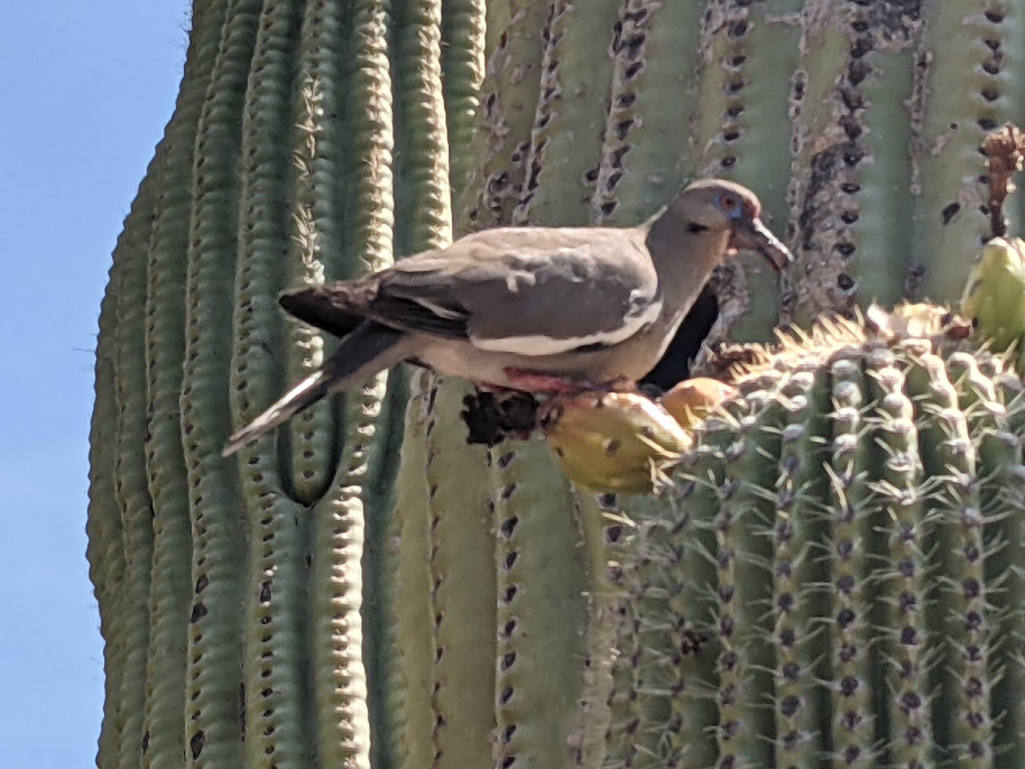 White-winged dove (Zenaida asiatica) feeding on a Saguaro cactus (Carnegiea gigantea)