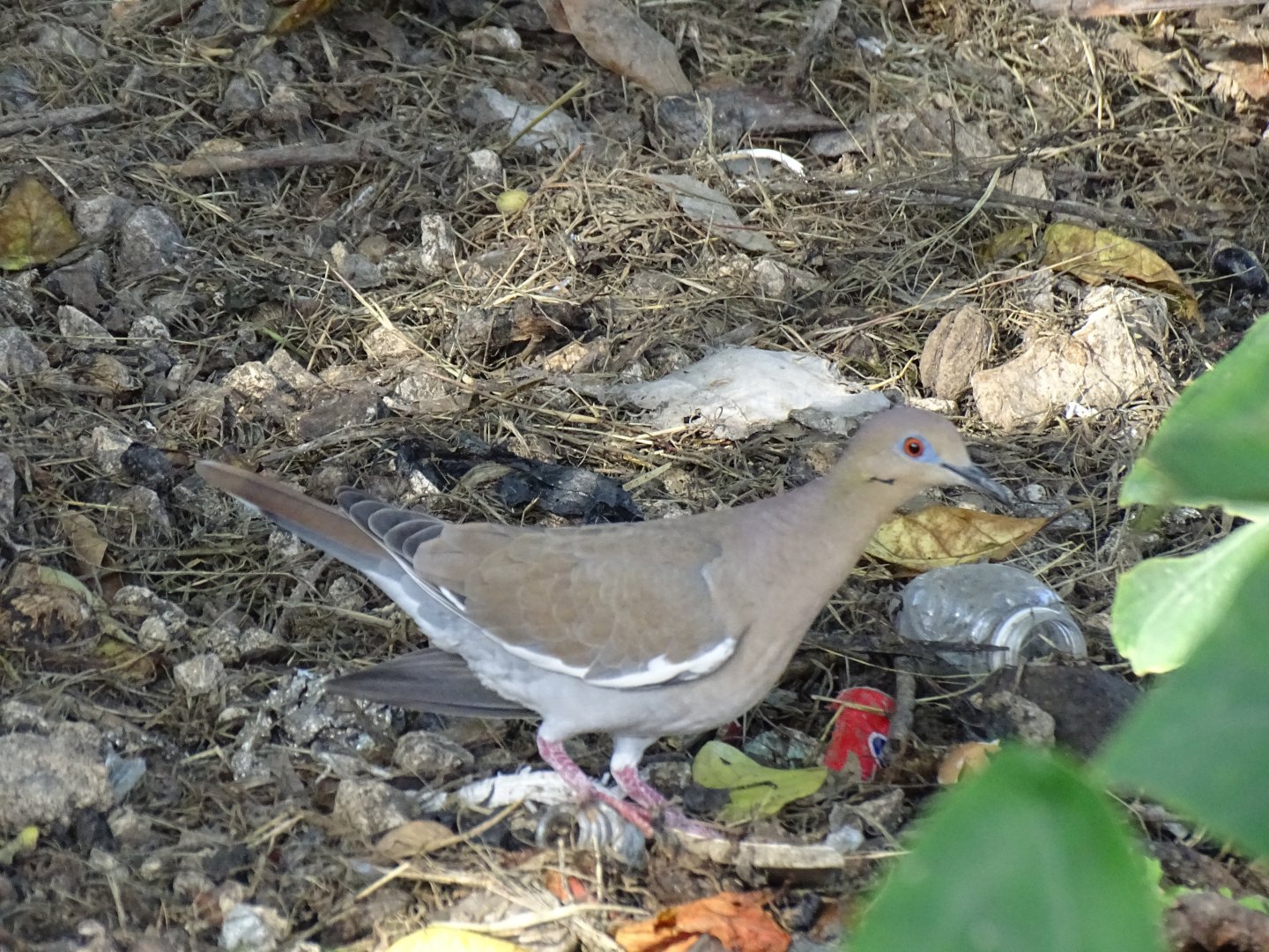 White-winged dove (Zenaida asiatica) Jamaica Swamp Safari, Jamaica