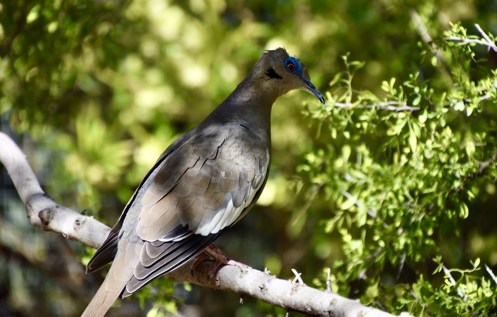 White-Winged Dove (Zenaida asiatica mearnsi)