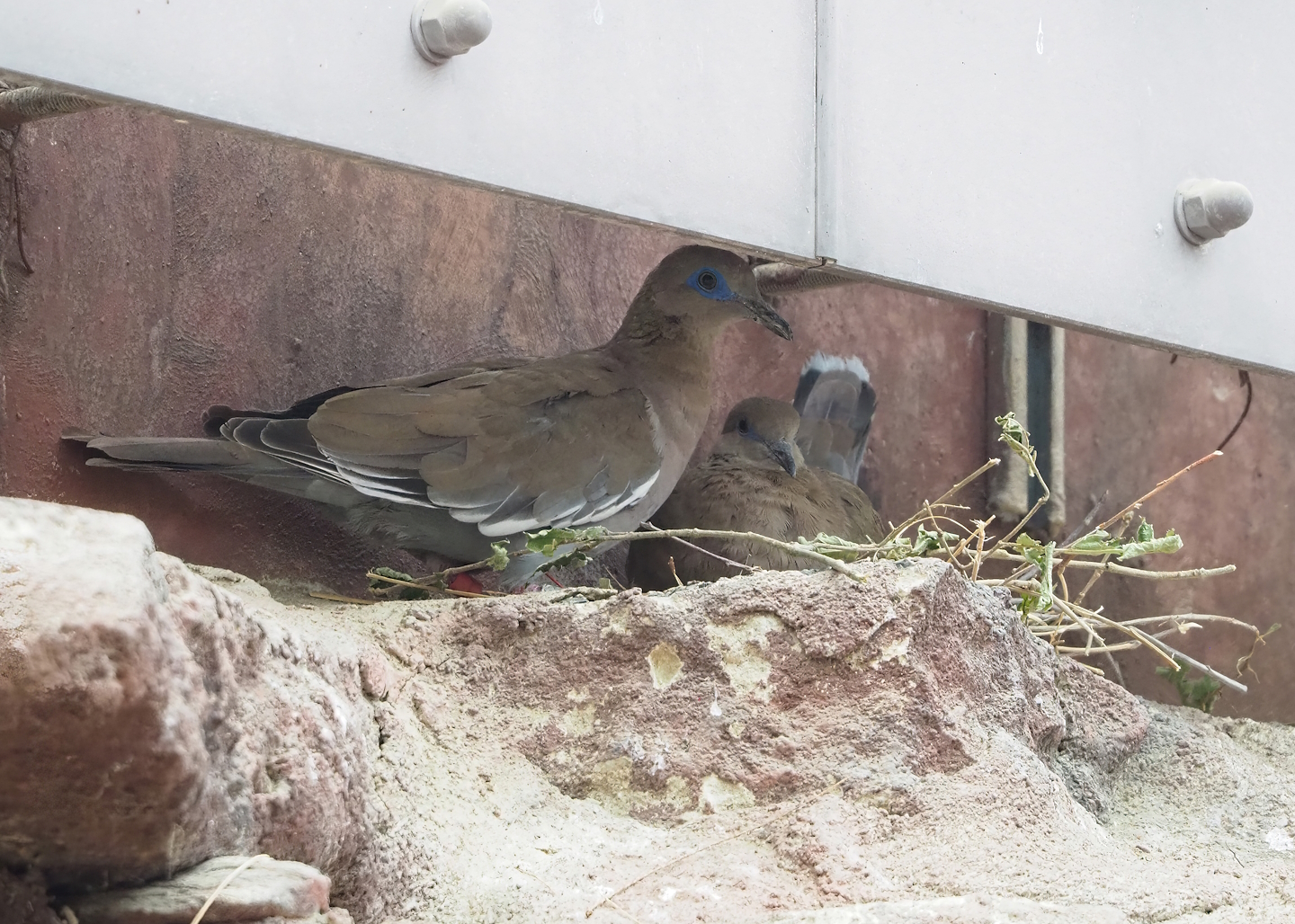 White-winged dove (Zenaida asiatica) nest, 2023-10-07