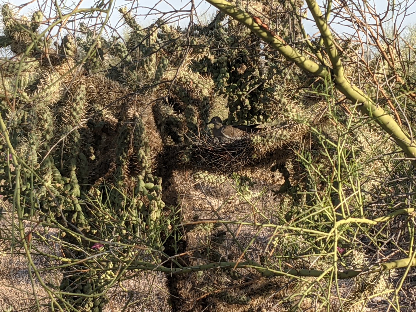 White winged dove (Zenaida asiatica) nesting in Chain fruit cholla (Cylindropuntia fulgida)