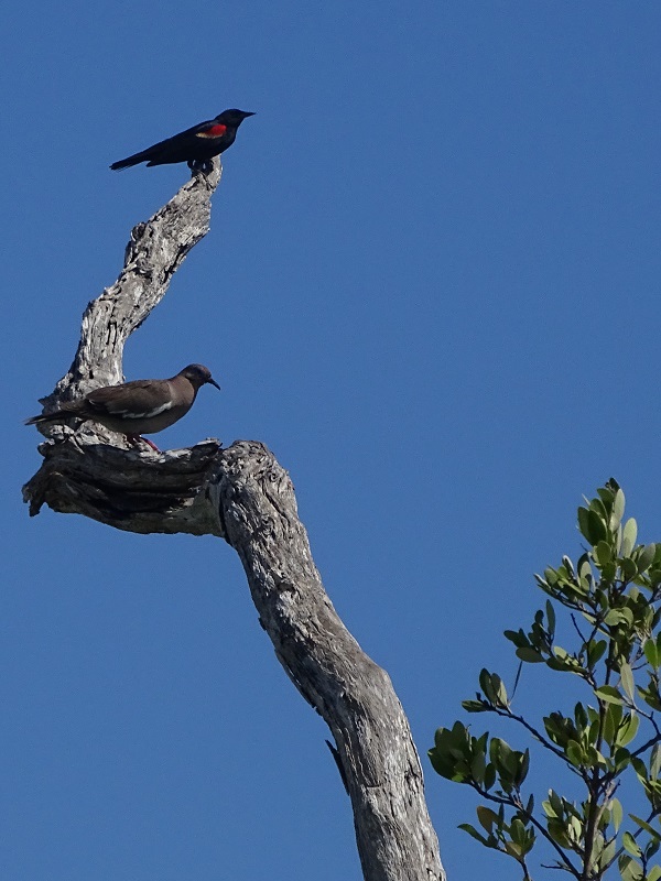 White-winged dove (Zenaida asiatica) & red-winged blackbird (Agelaius phoeniceus)