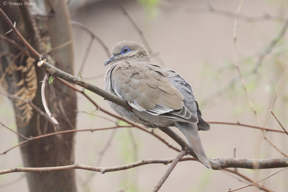 White-winged Dove (Zenaida asiatica)