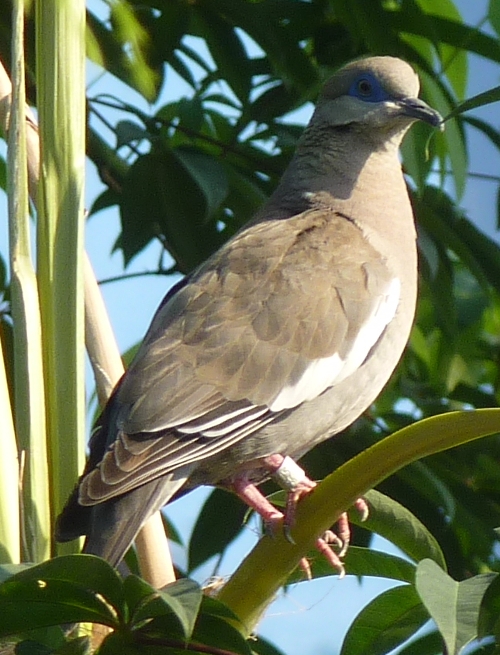 White-winged dove (Zenaida asiatica)