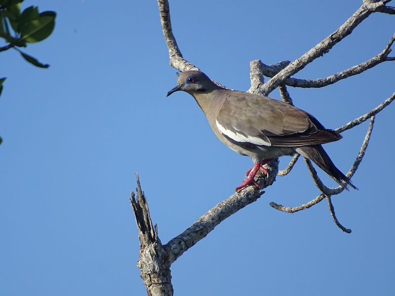 White-winged dove (Zenaida asiatica)