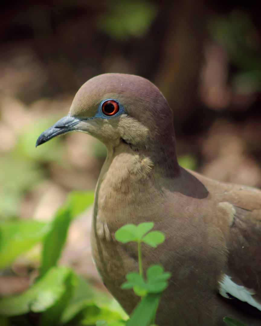 White-winged Dove (Zenaida asiatica)