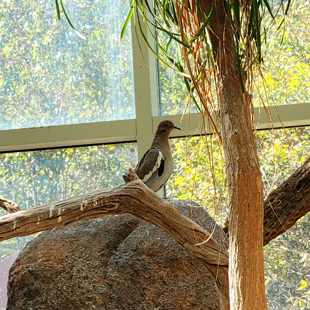 White-Winged Dove (Zenaida asiatica)