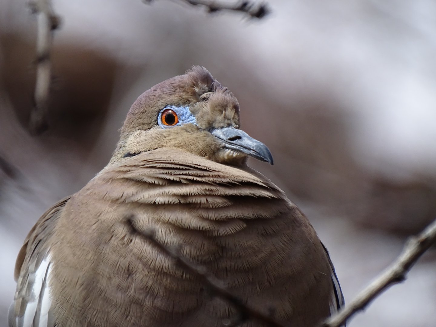 White-winged dove (Zenaida asiatica)