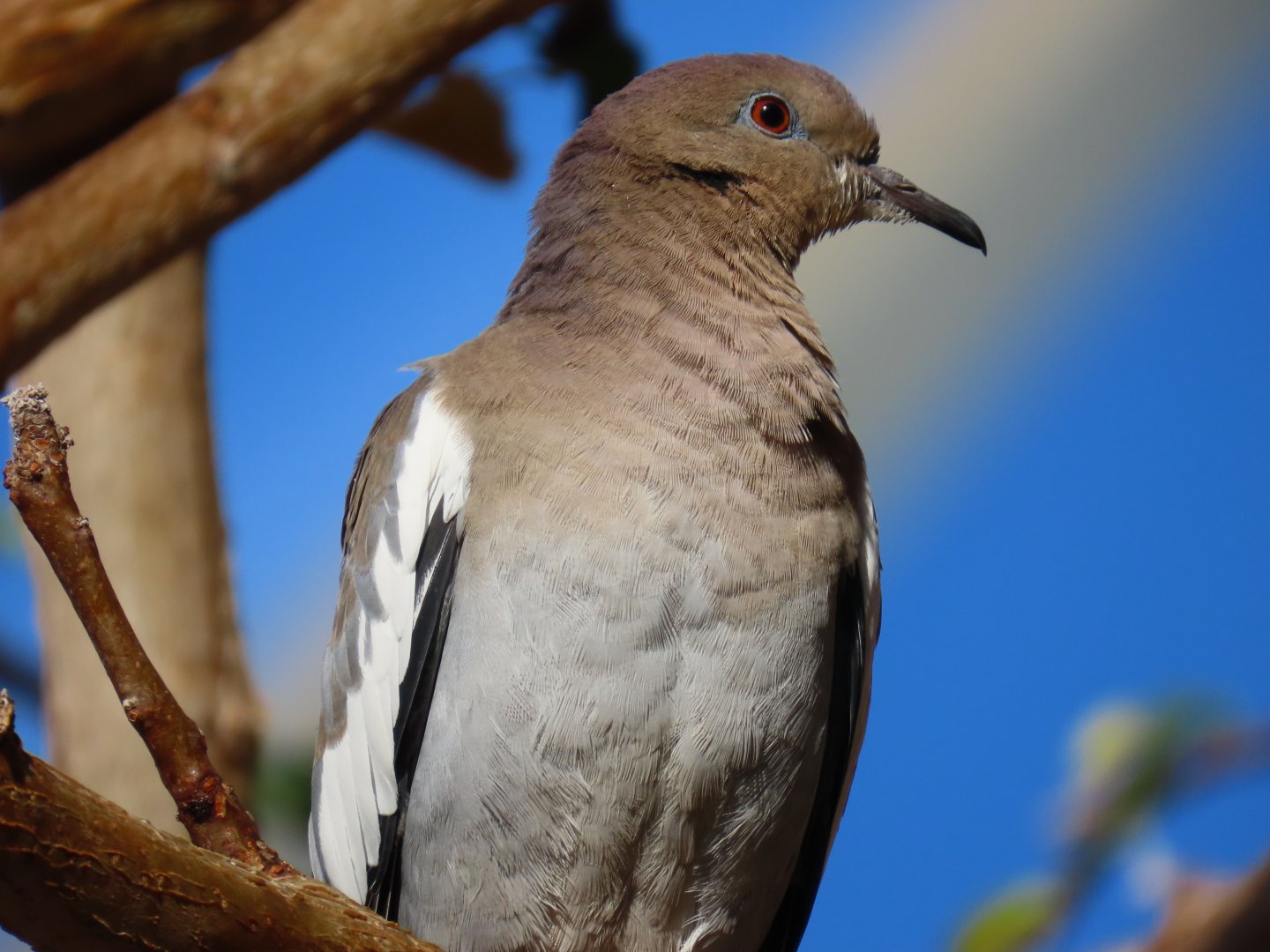 White-winged Dove (Zenaida asiatica)