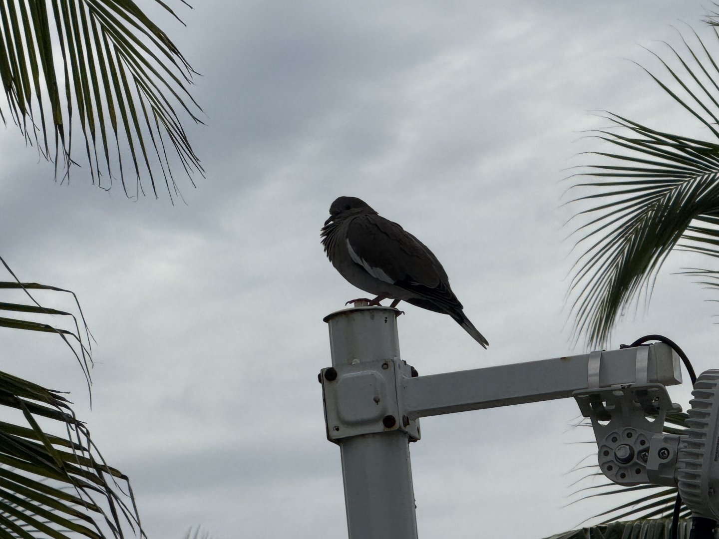 White-winged dove (Zenaida asiatica)
