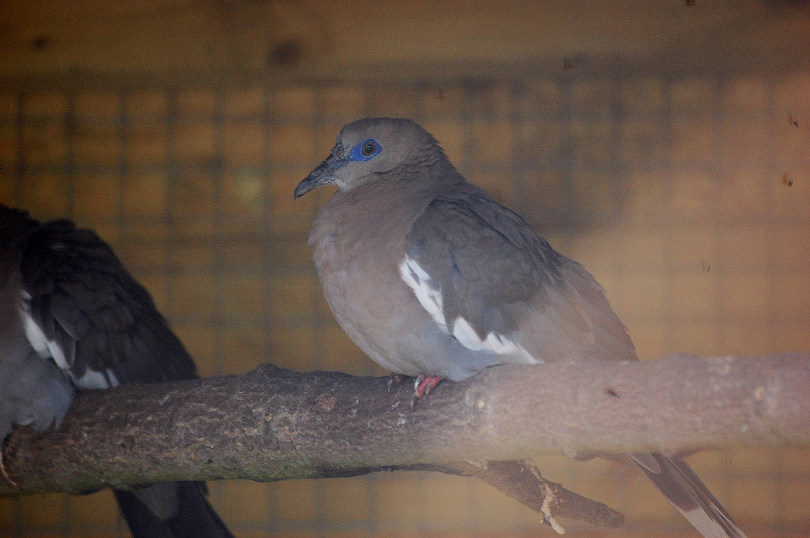 White-winged dove