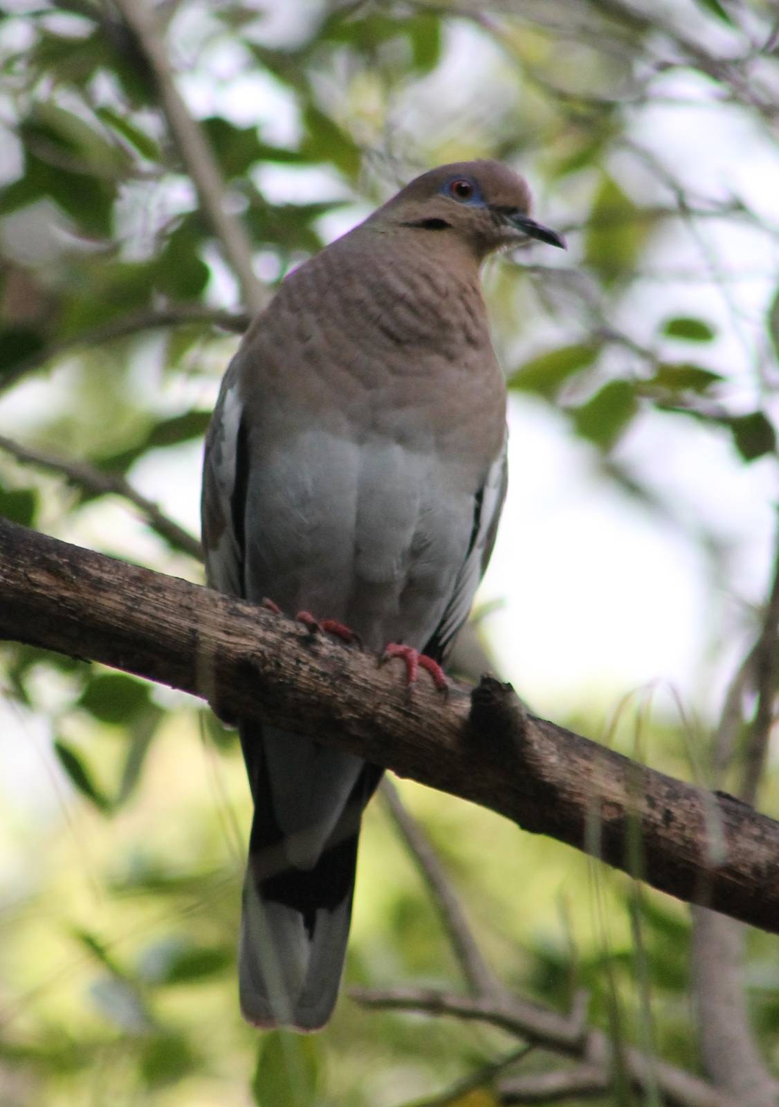 White-winged dove