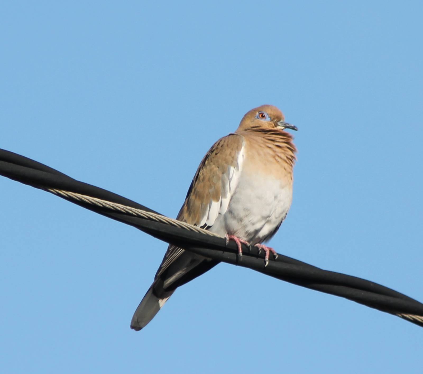 White-winged dove