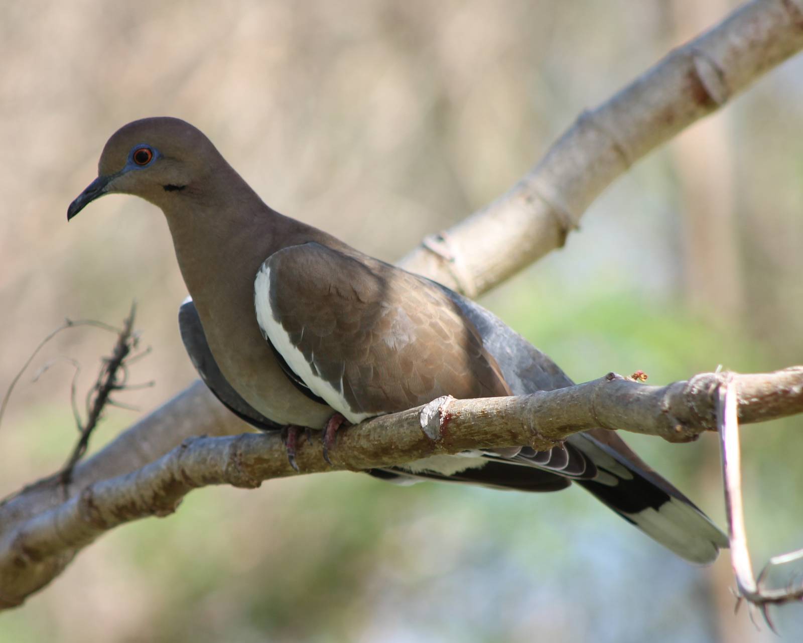 White-winged dove