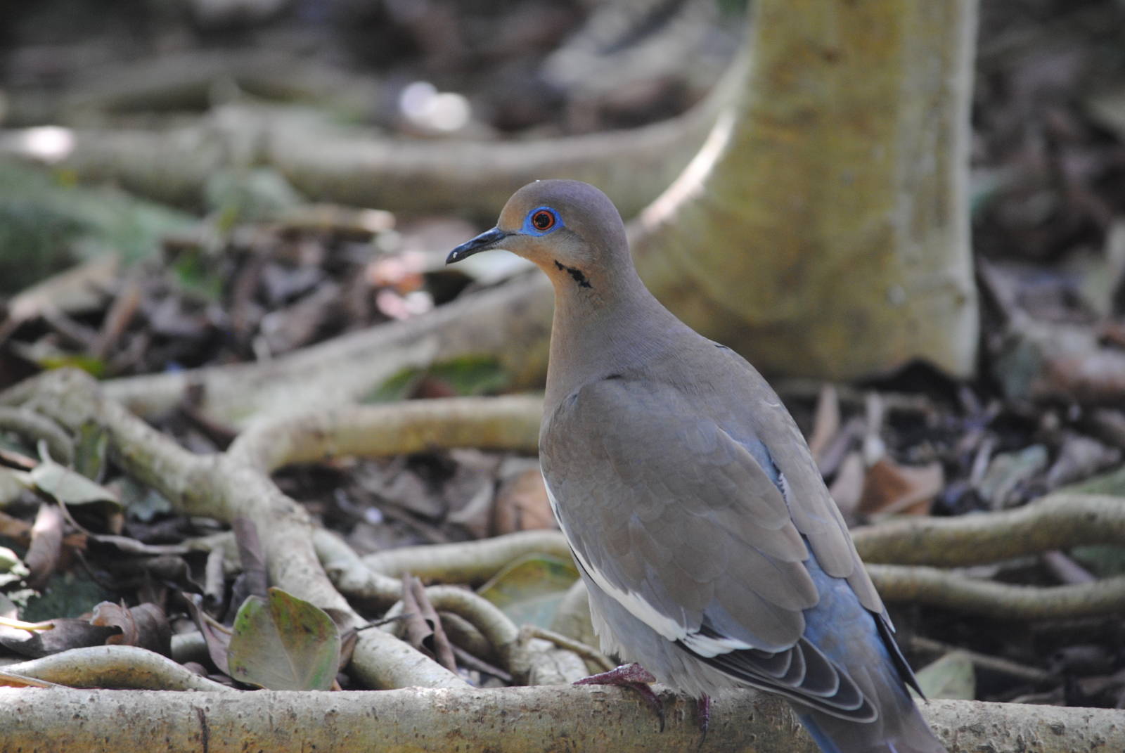 White-winged Dove