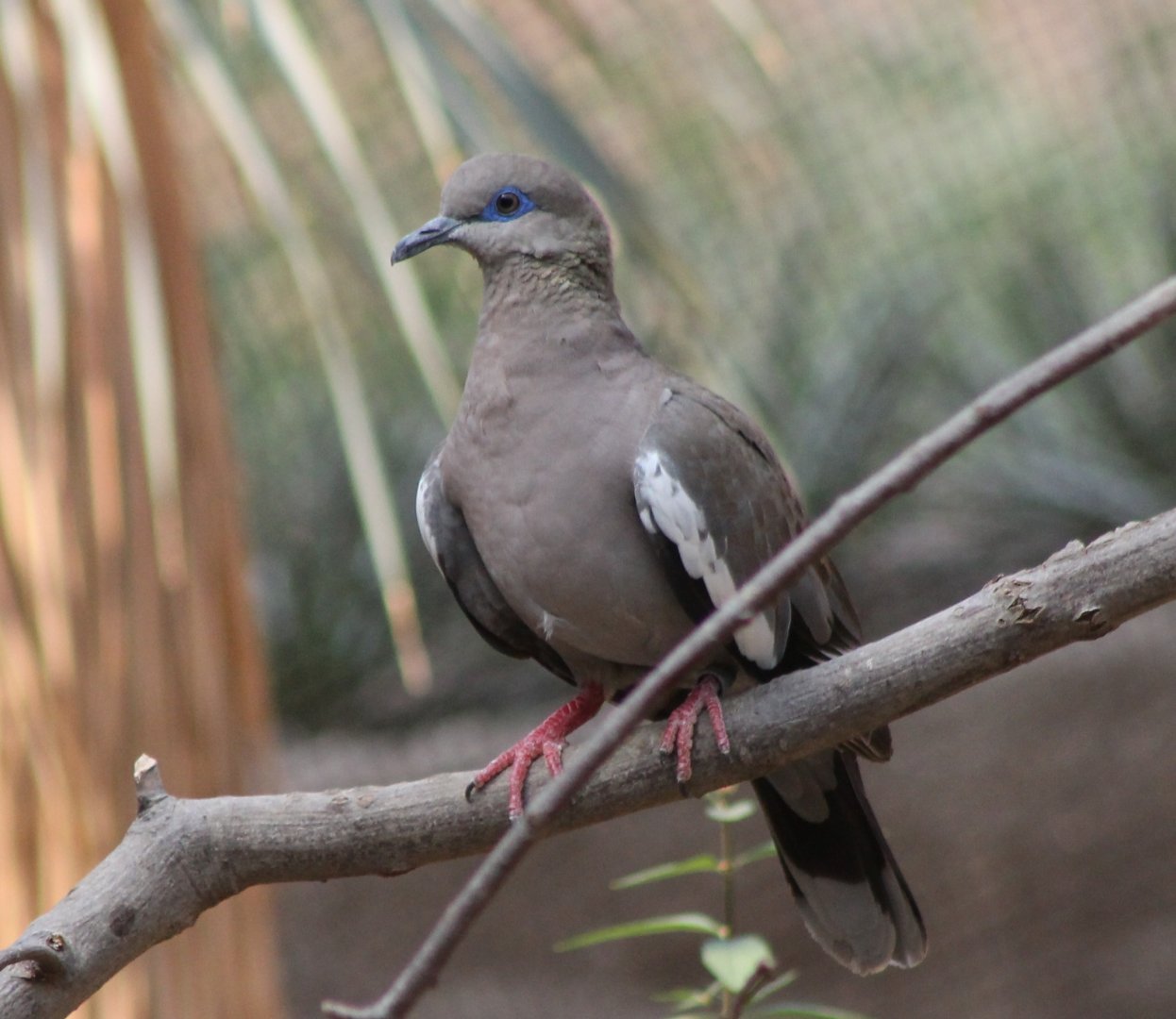 White-winged dove