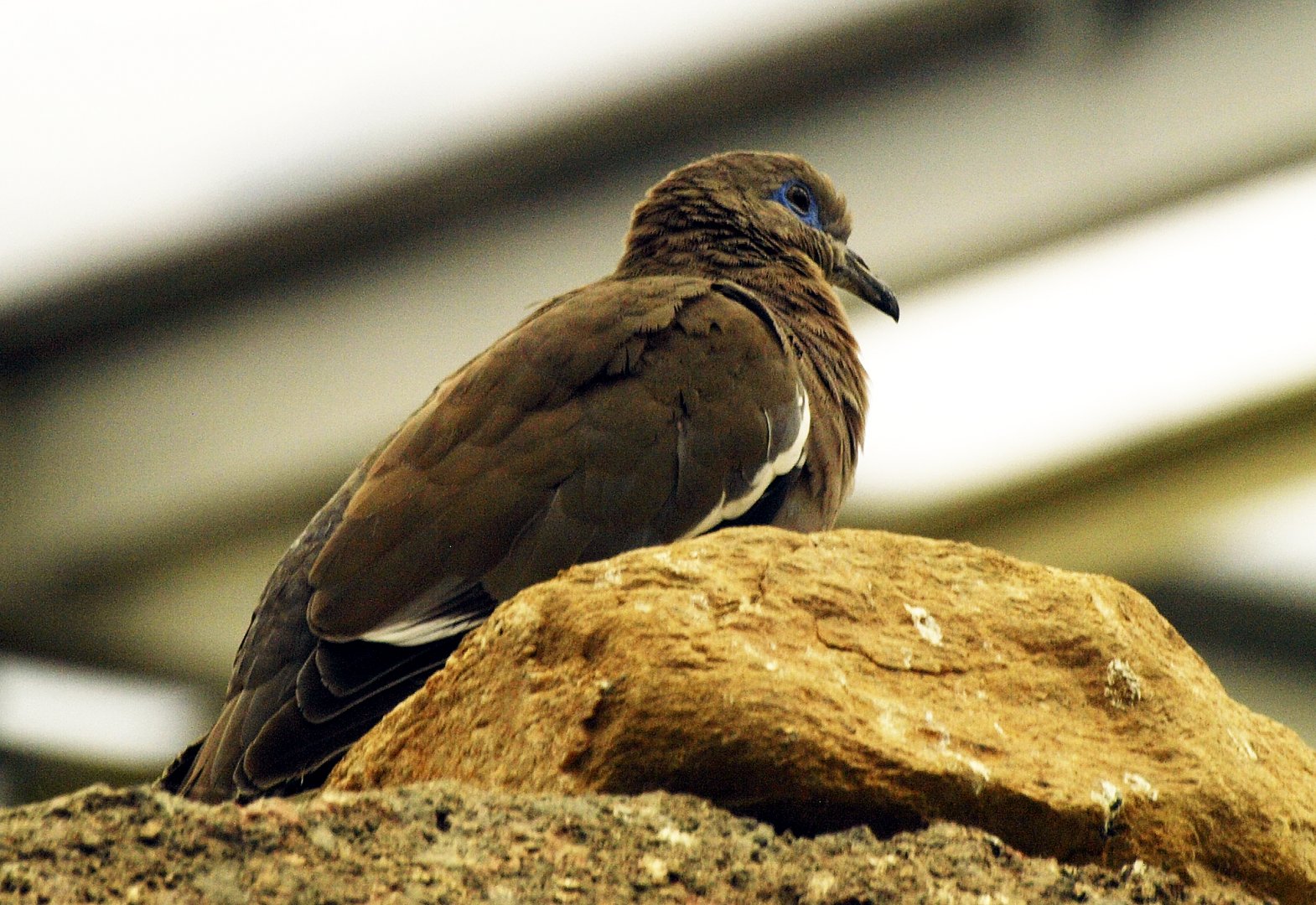 White-winged dove
