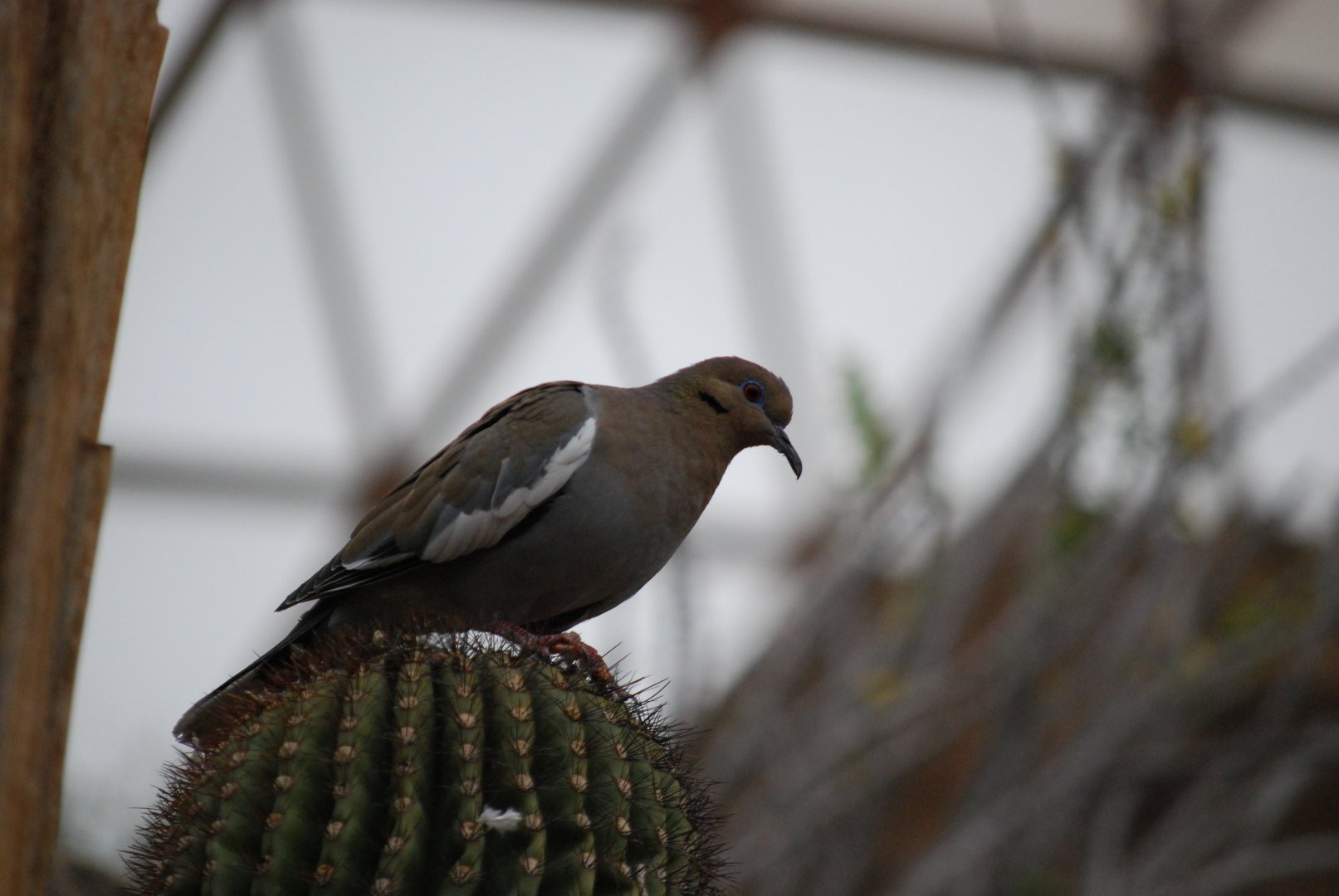 White-Winged Dove