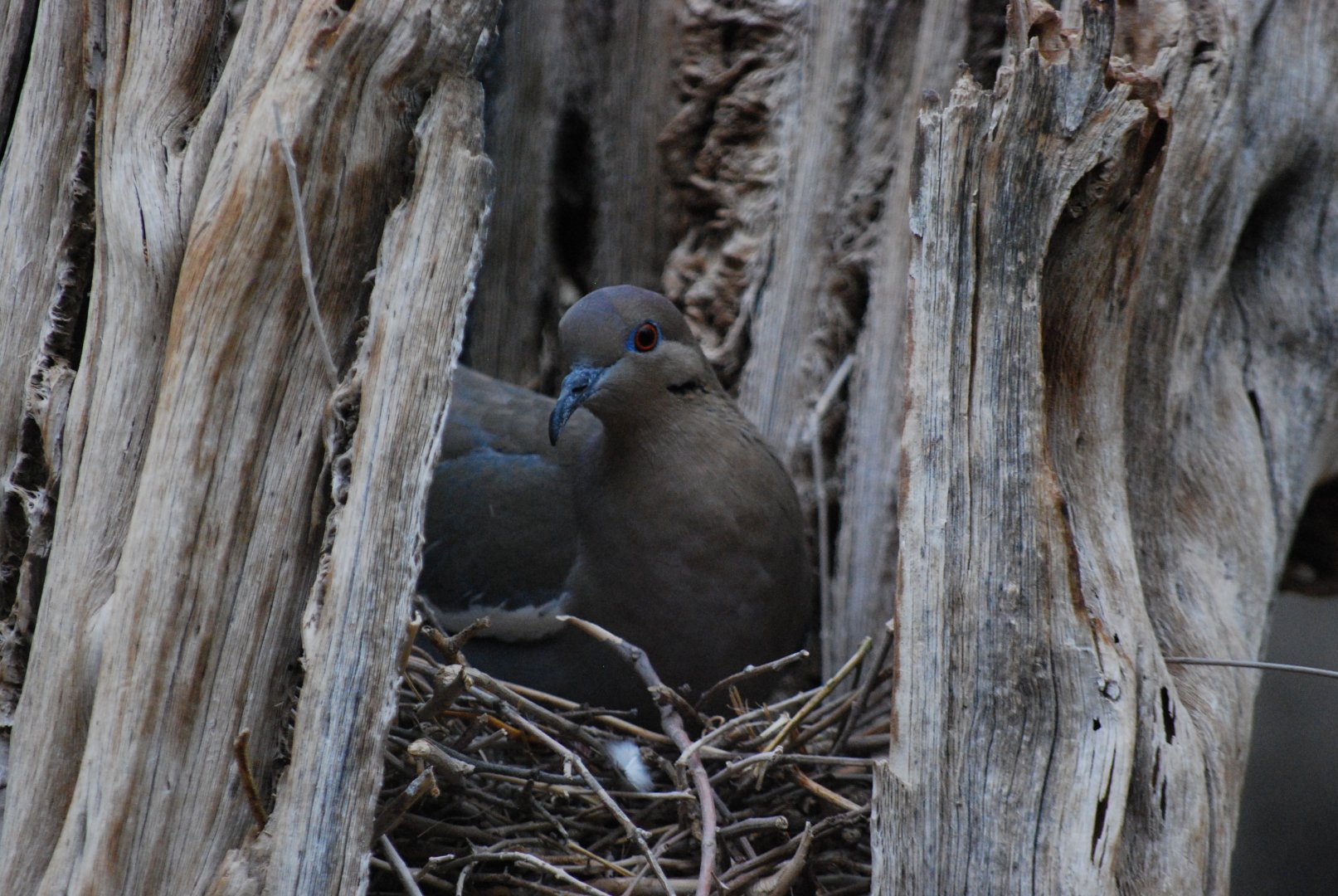 White-Winged Dove