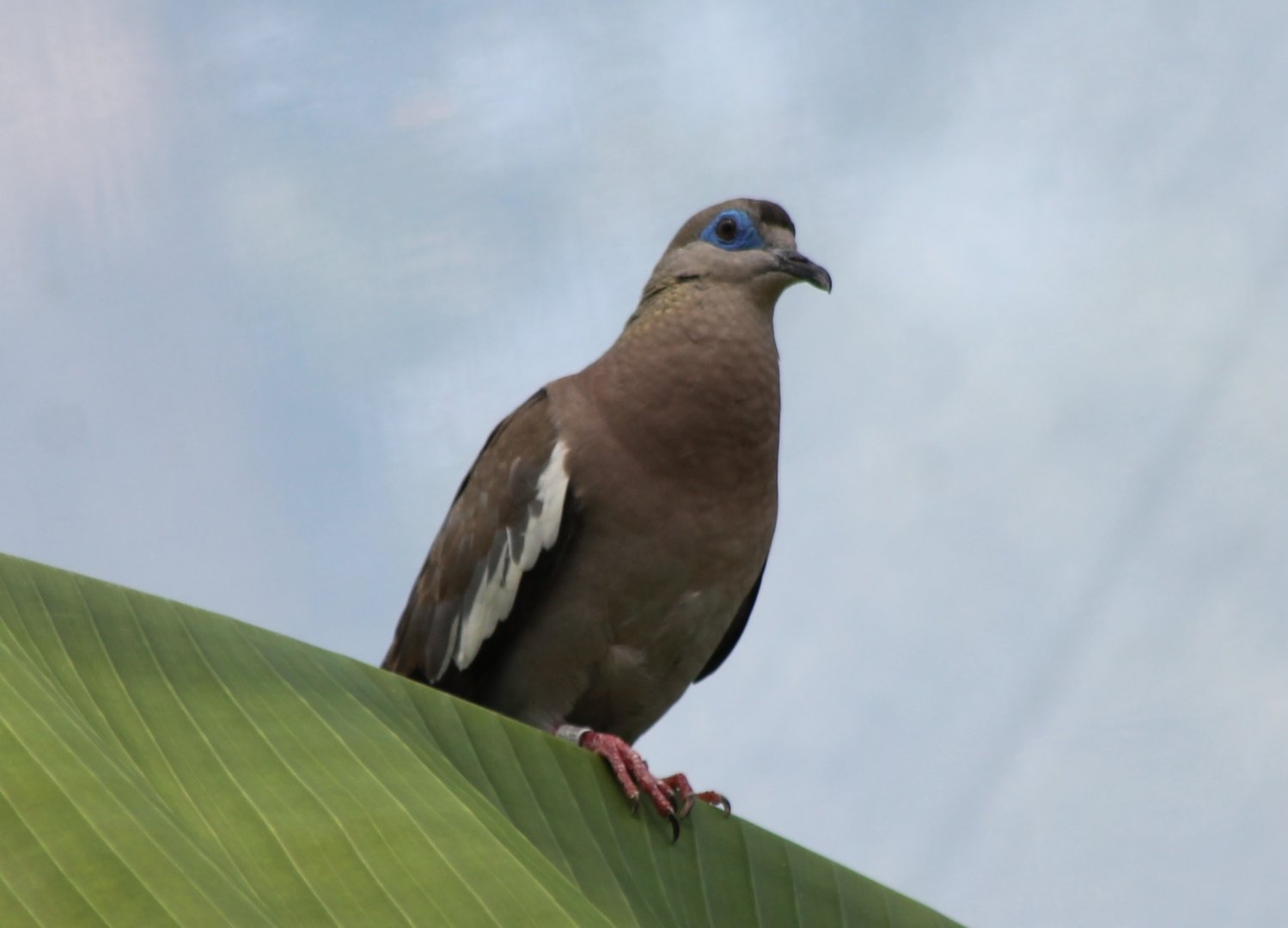 White-winged dove