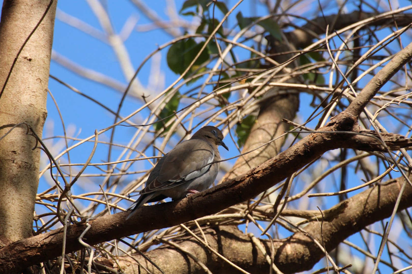 White-winged Dove