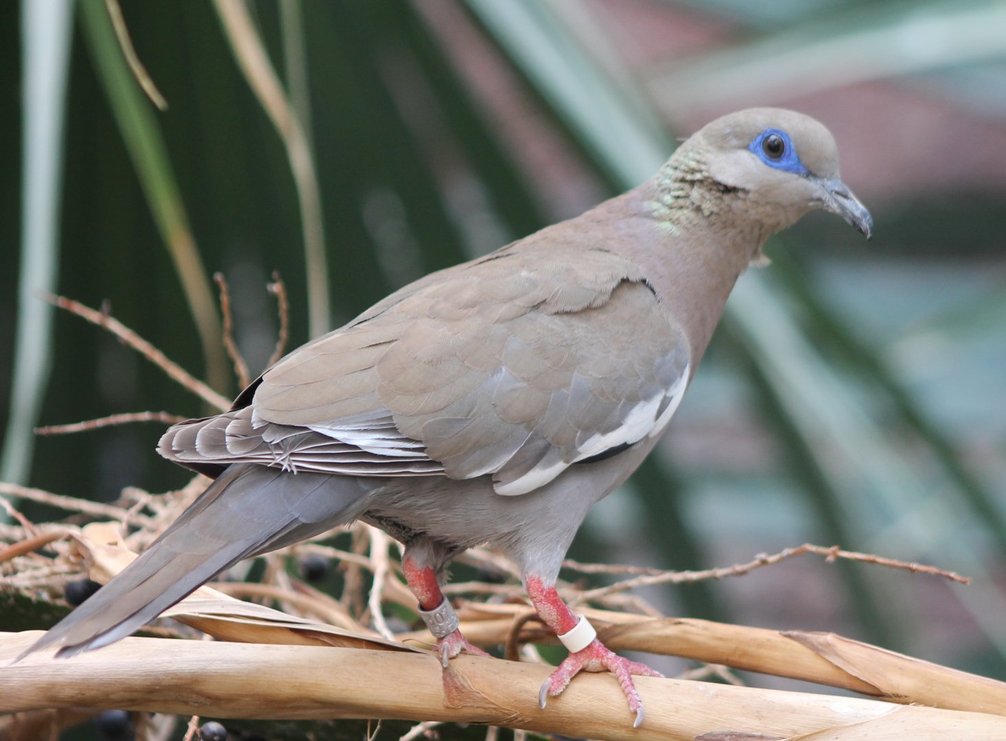 White-winged dove