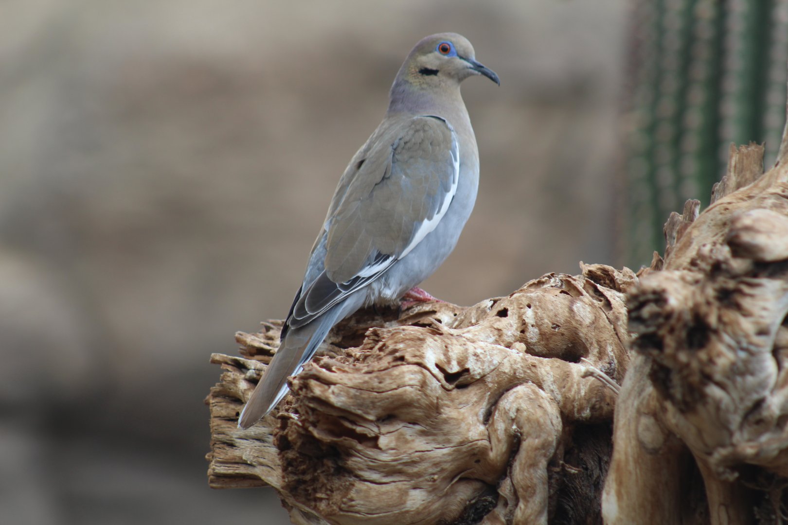 White-Winged Dove