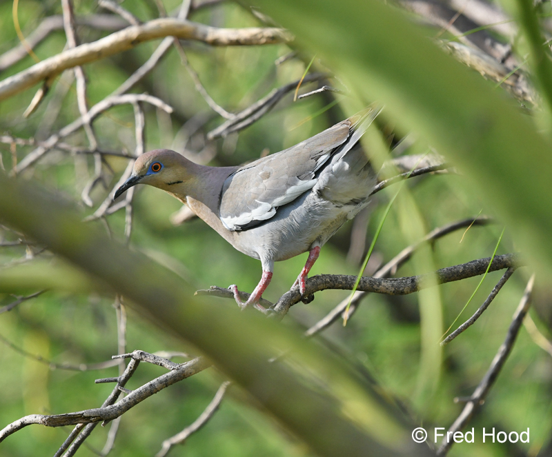white winged dove