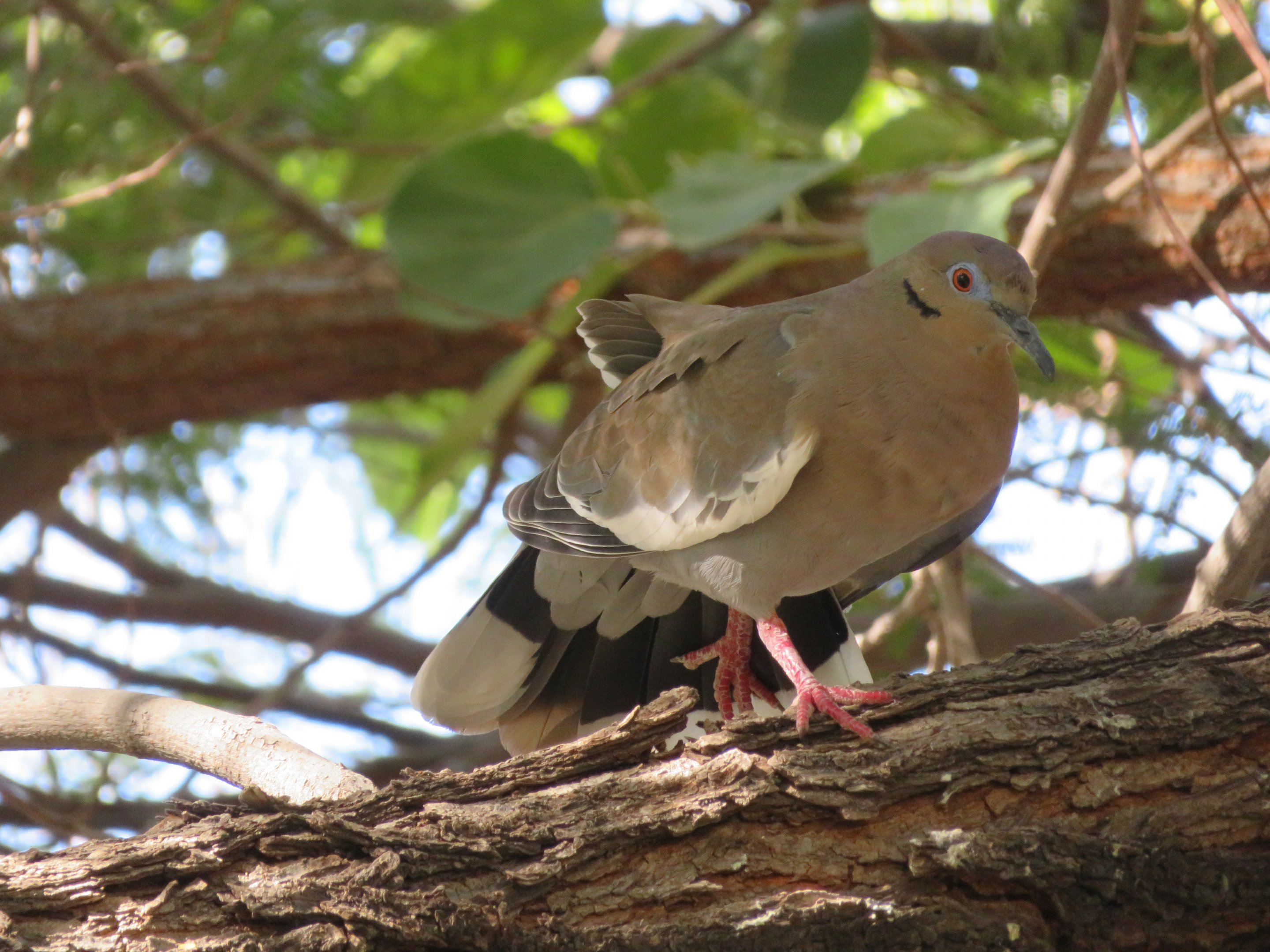 White-winged Dove