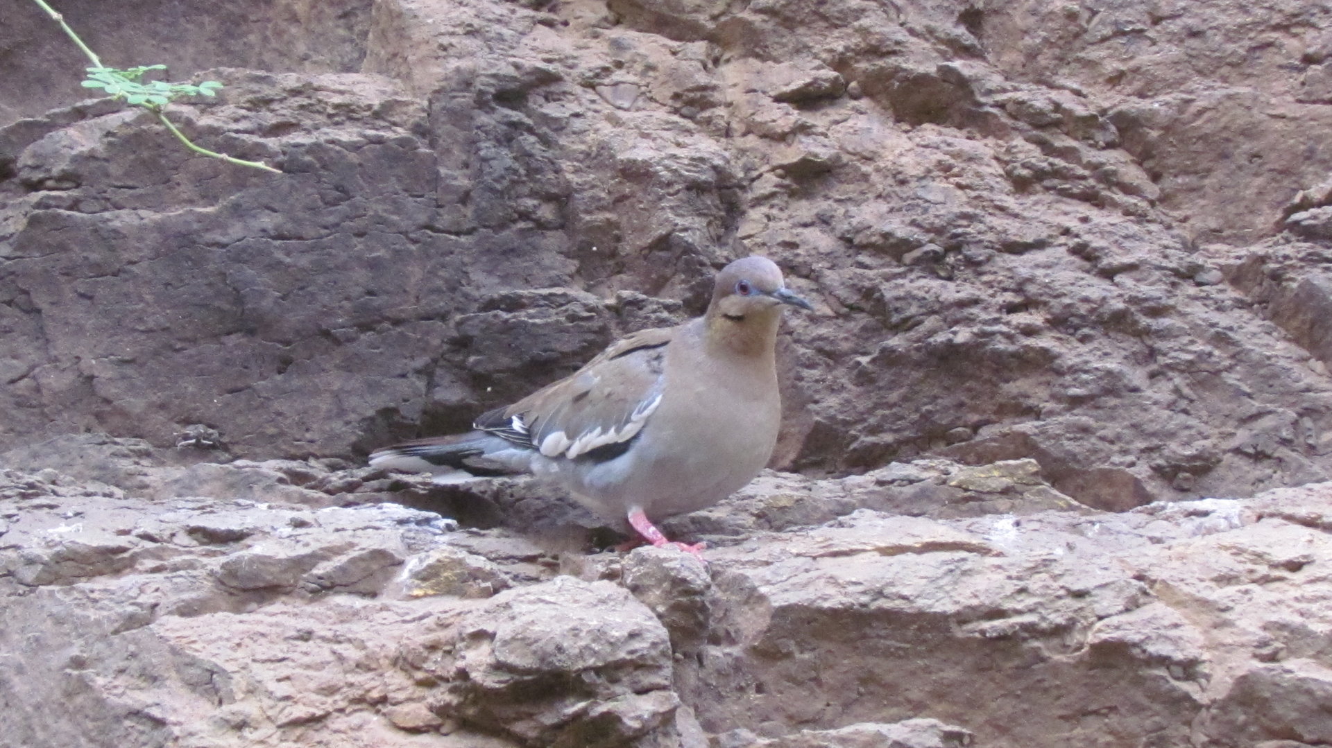 White-winged Dove