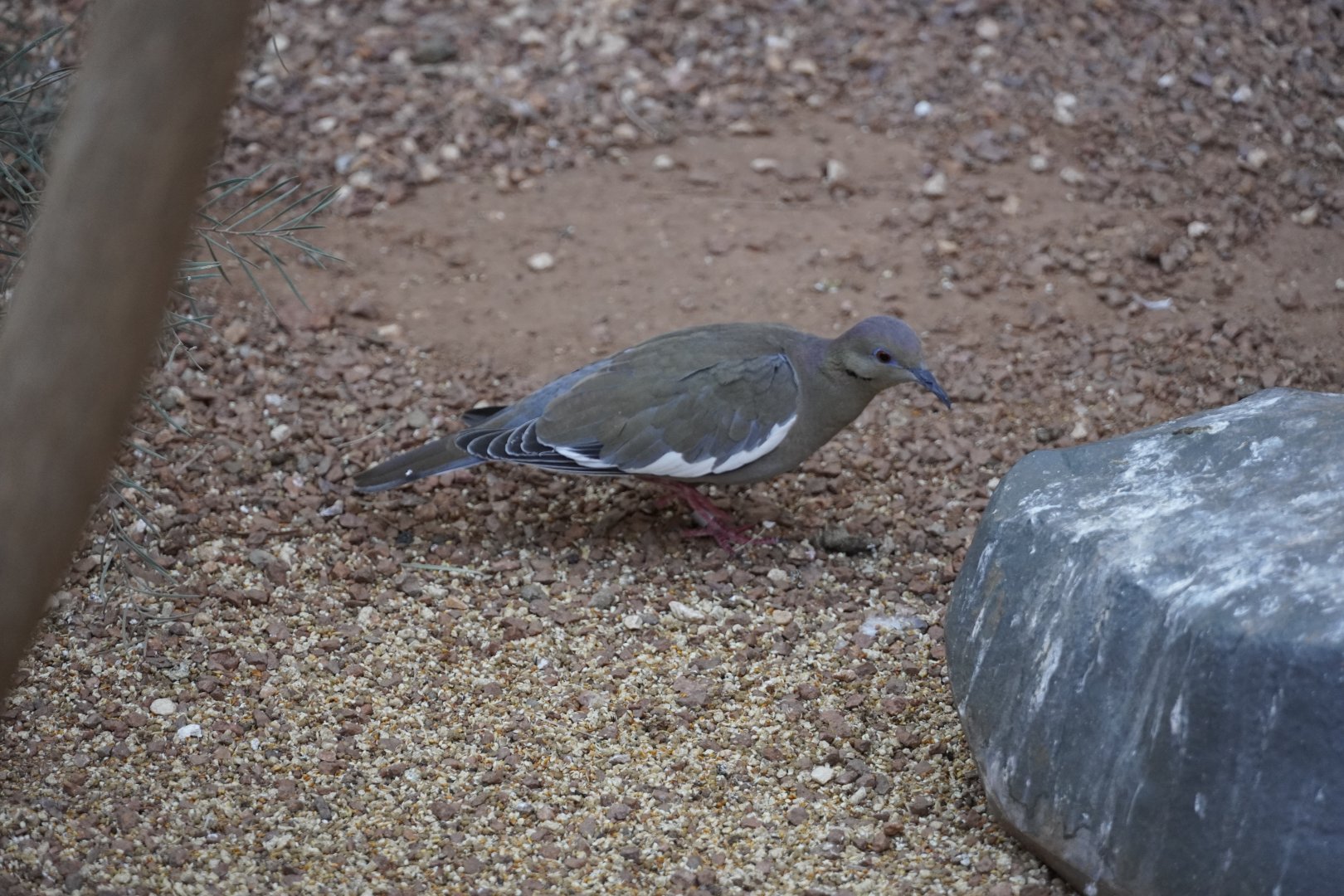 White-Winged Dove