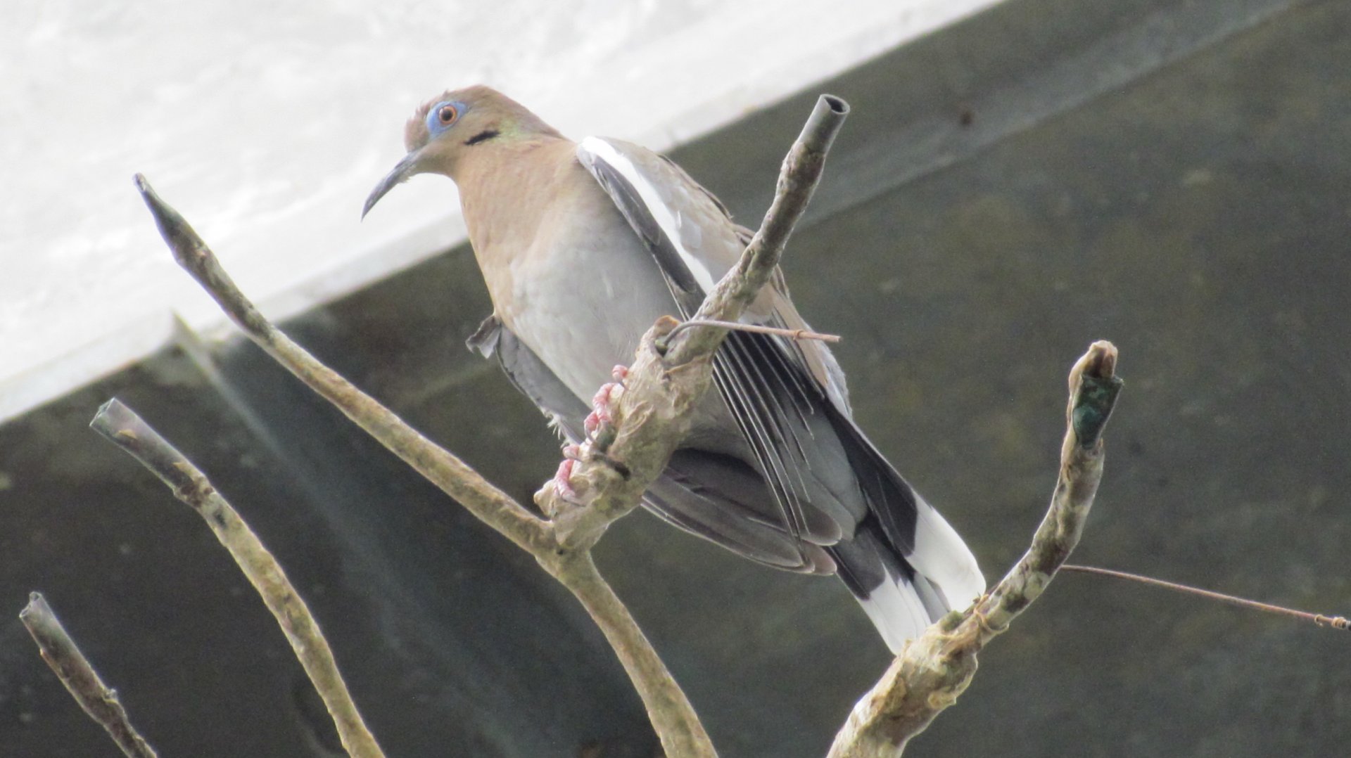 White-winged Dove