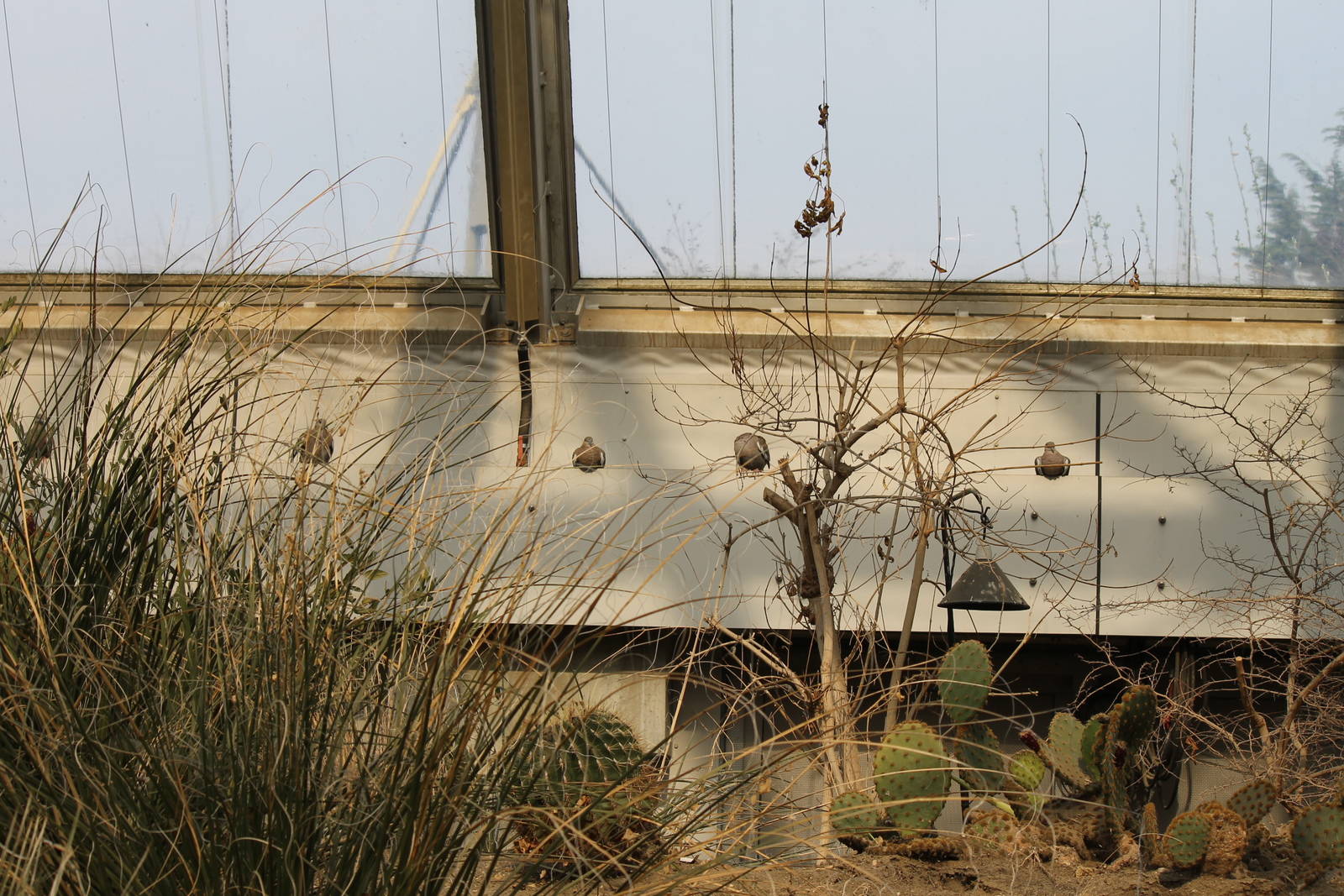 White-winged doves, Burgers' Desert